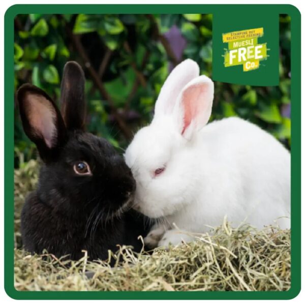 Black and white rabbits snuggled together on hay.