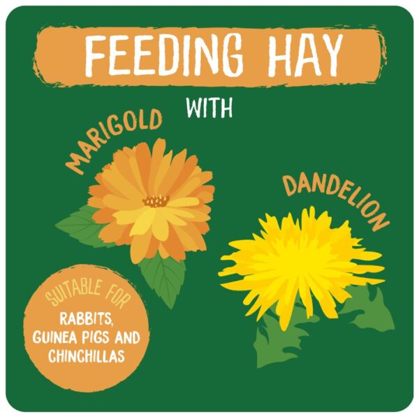 Illustration of marigold and dandelion, suitable for rabbits, guinea pigs, and chinchillas.