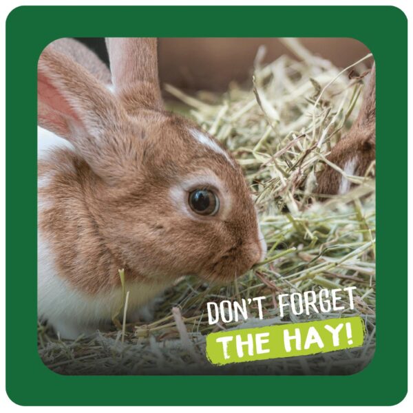 Brown and white rabbit munching on hay with text 'Don't Forget the Hay!'