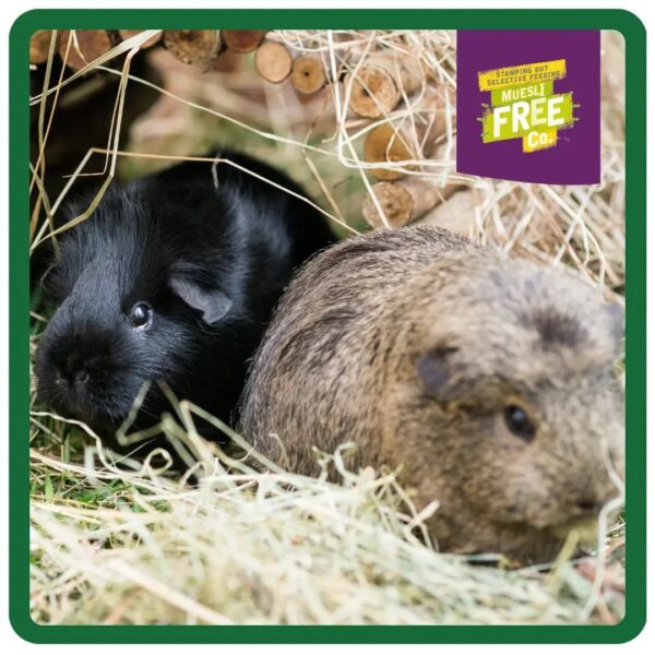 Two guinea pigs, one black and one brown, in a hay shelter.