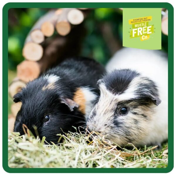 Two guinea pigs munching on hay with wooden tunnel background.