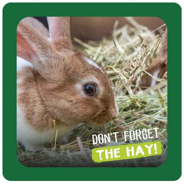 A rabbit nibbling on hay with a reminder text below.