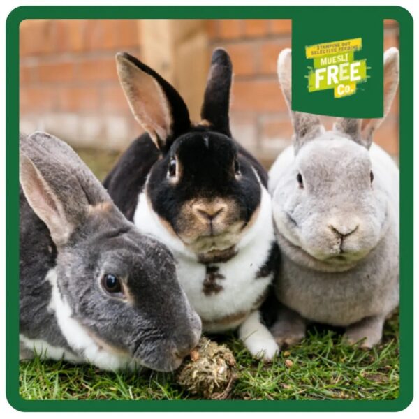 Three rabbits sitting close together on grass.