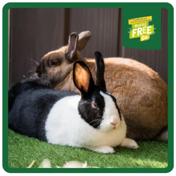 Two rabbits relaxing on green turf, one black and white, the other brown.